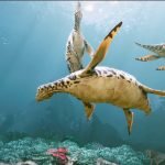 podwodny świat Bałtów Oceanarium